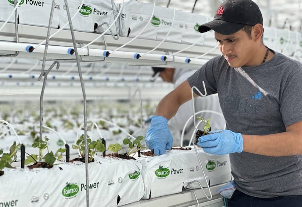Nature Fresh Farms launches first organic greenhouse strawberries The